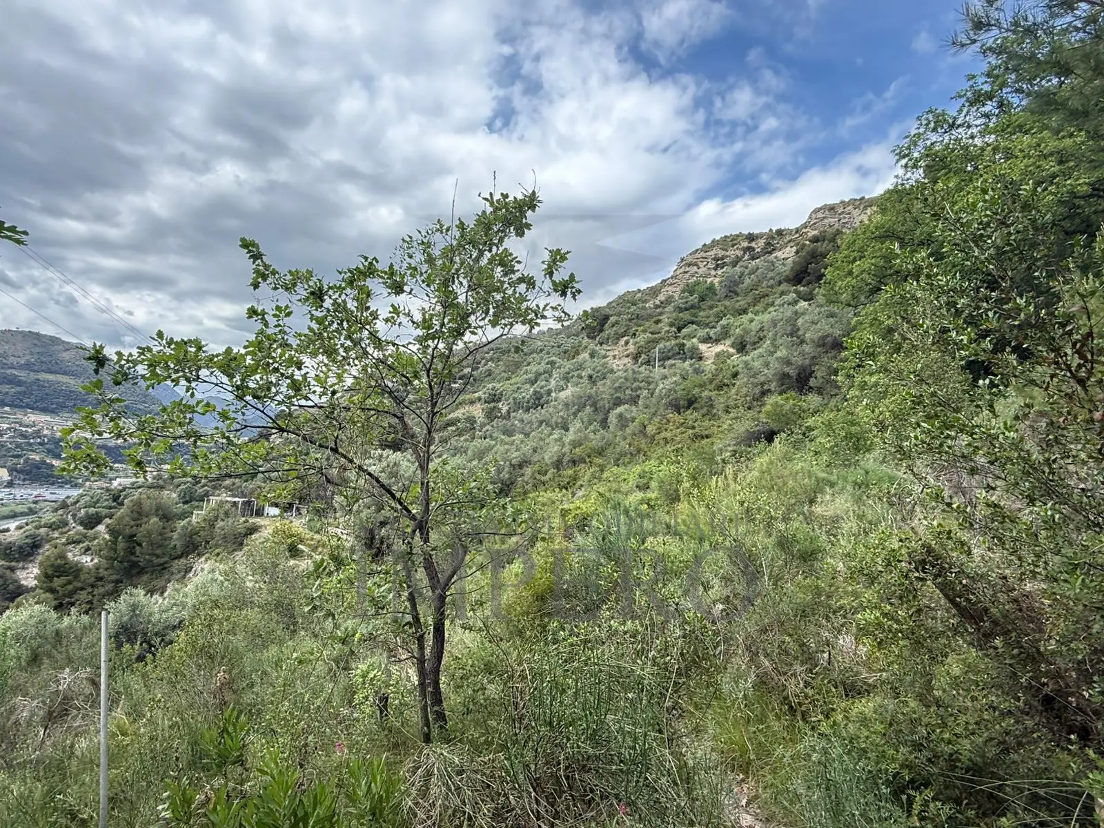 Immagine per Uliveto in vendita a Ventimiglia via Monsignor Nicolò Peitavino