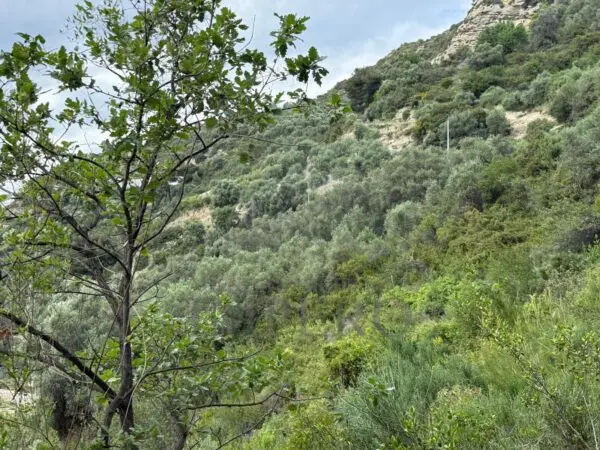Uliveto via Monsignor Nicolò Peitavino, Ventimiglia