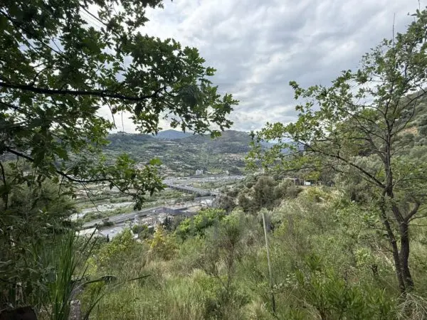 Uliveto via Monsignor Nicolò Peitavino, Ventimiglia