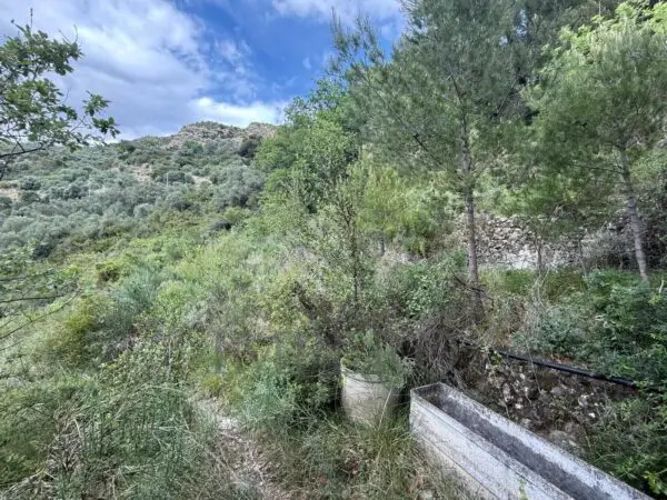Uliveto via Monsignor Nicolò Peitavino, Ventimiglia