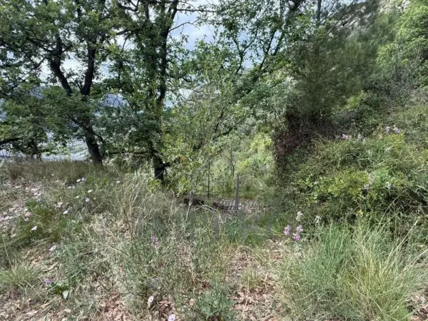 Uliveto via Monsignor Nicolò Peitavino, Ventimiglia