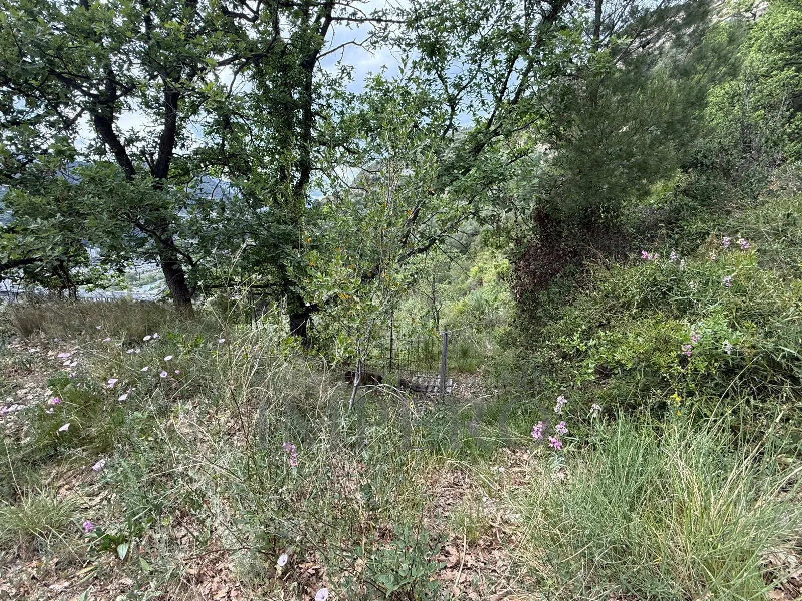 Immagine per Uliveto in vendita a Ventimiglia via Monsignor Nicolò Peitavino