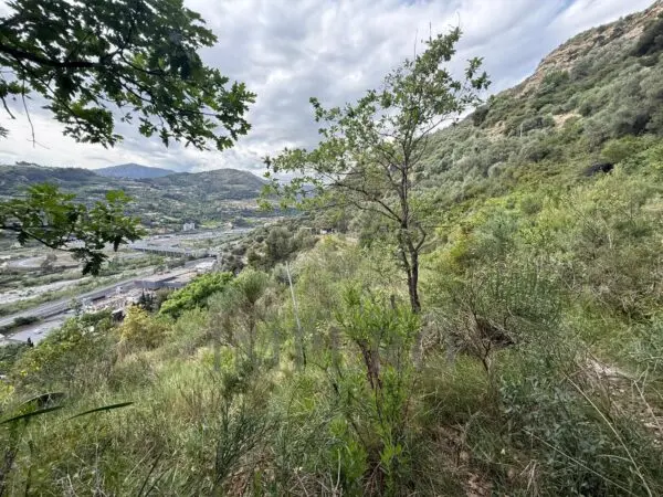 Uliveto via Monsignor Nicolò Peitavino, Ventimiglia