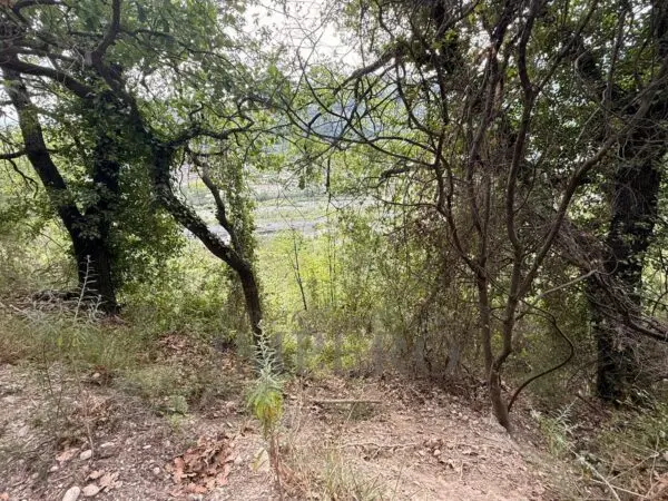 Uliveto via Monsignor Nicolò Peitavino, Ventimiglia