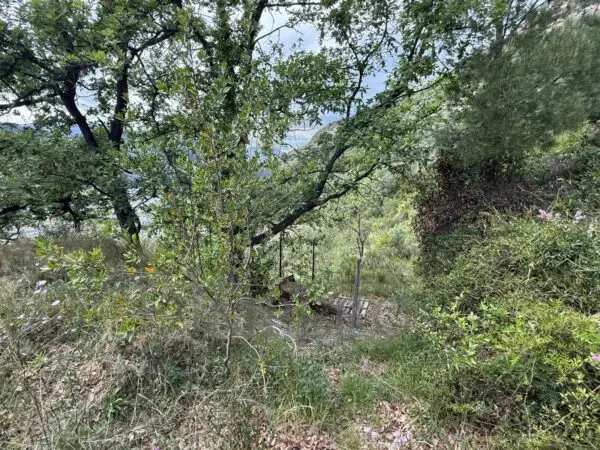 Uliveto via Monsignor Nicolò Peitavino, Ventimiglia
