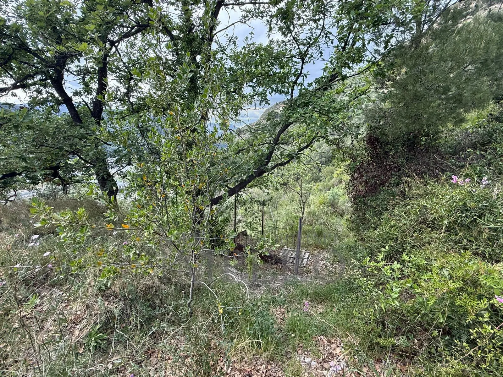 Immagine per Uliveto in vendita a Ventimiglia via Monsignor Nicolò Peitavino