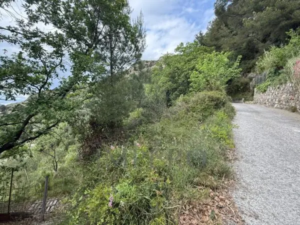 Uliveto via Monsignor Nicolò Peitavino, Ventimiglia