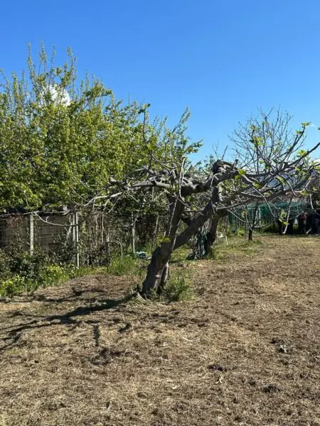Terreno Agricolo via Del Mare 00, Scalea