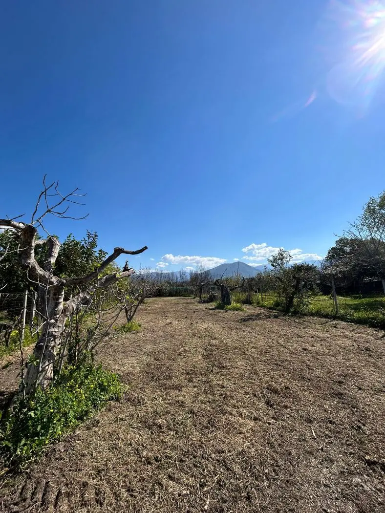 Immagine per Terreno Agricolo in vendita a Scalea via Del Mare 00