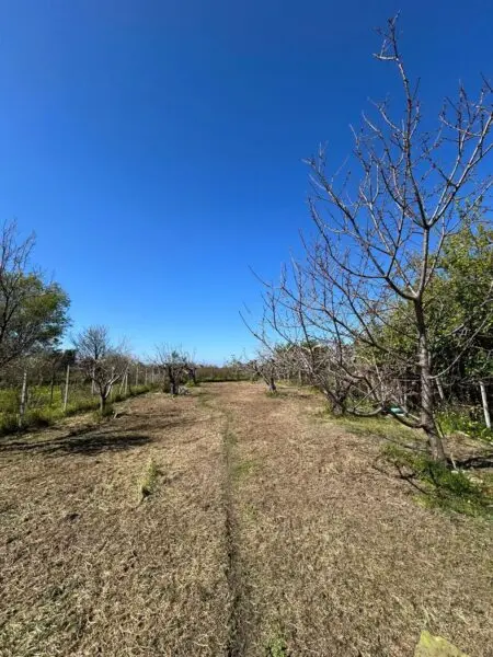 Terreno Agricolo via Del Mare 00, Scalea