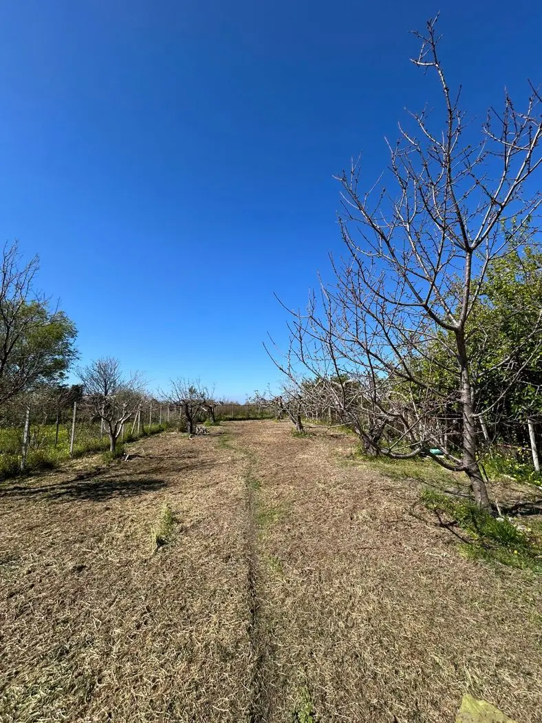 Immagine per Terreno Agricolo in vendita a Scalea via Del Mare 00