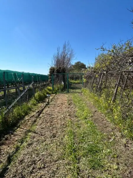 Terreno Agricolo via Del Mare 00, Scalea