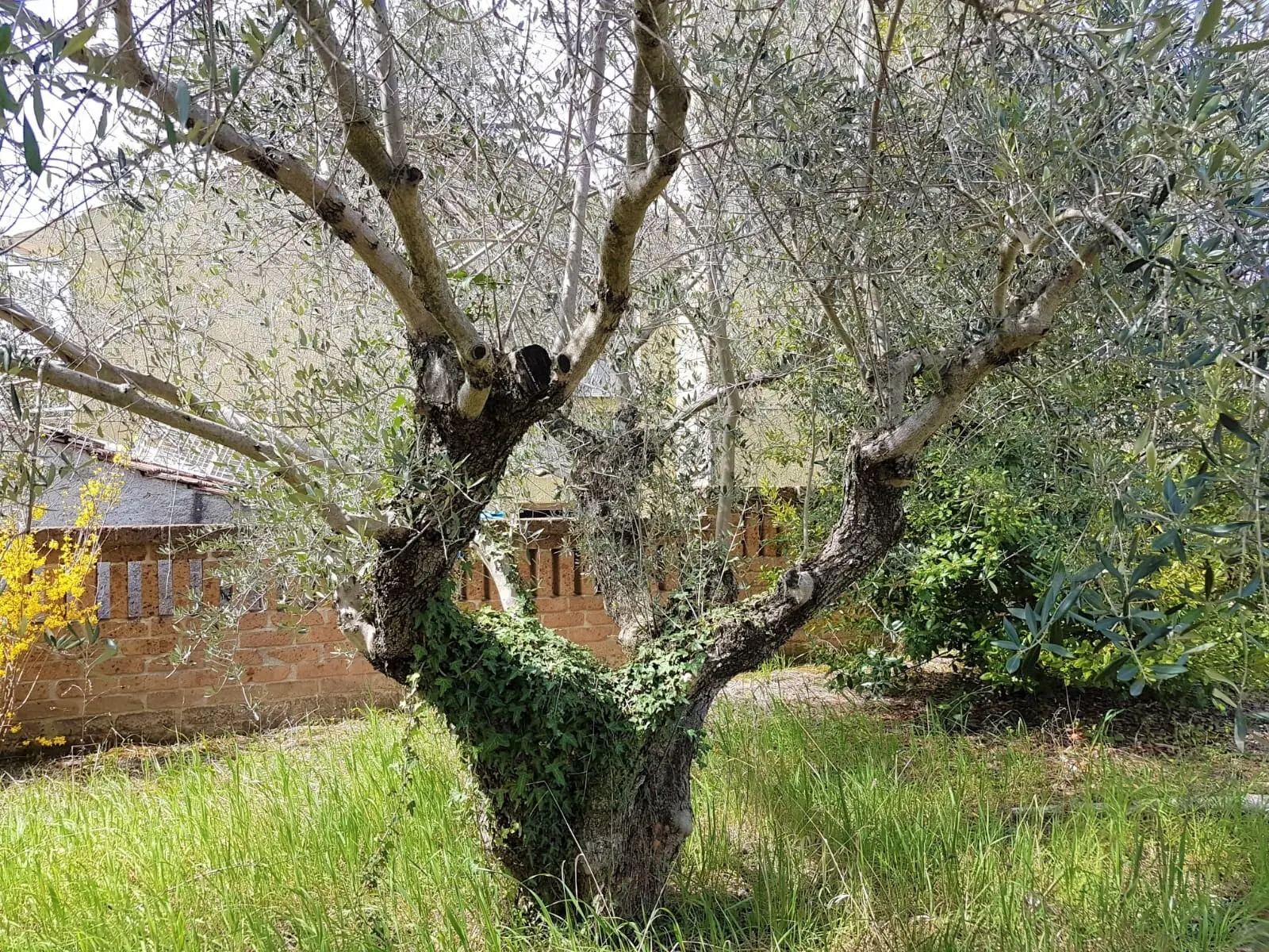 Immagine per Villa in vendita a Campli via Mirabilii 16B