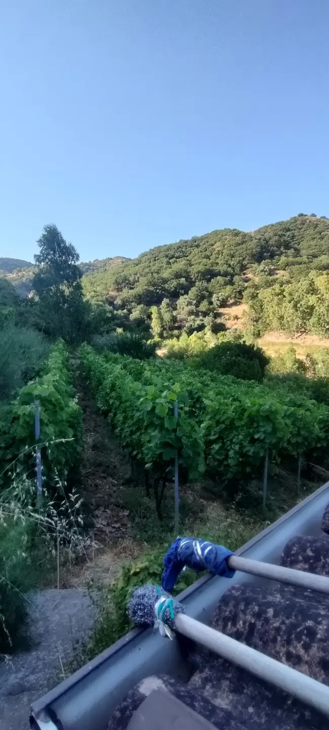 Immagine per Villa in vendita a Palizzi via San Sebastiano 11
