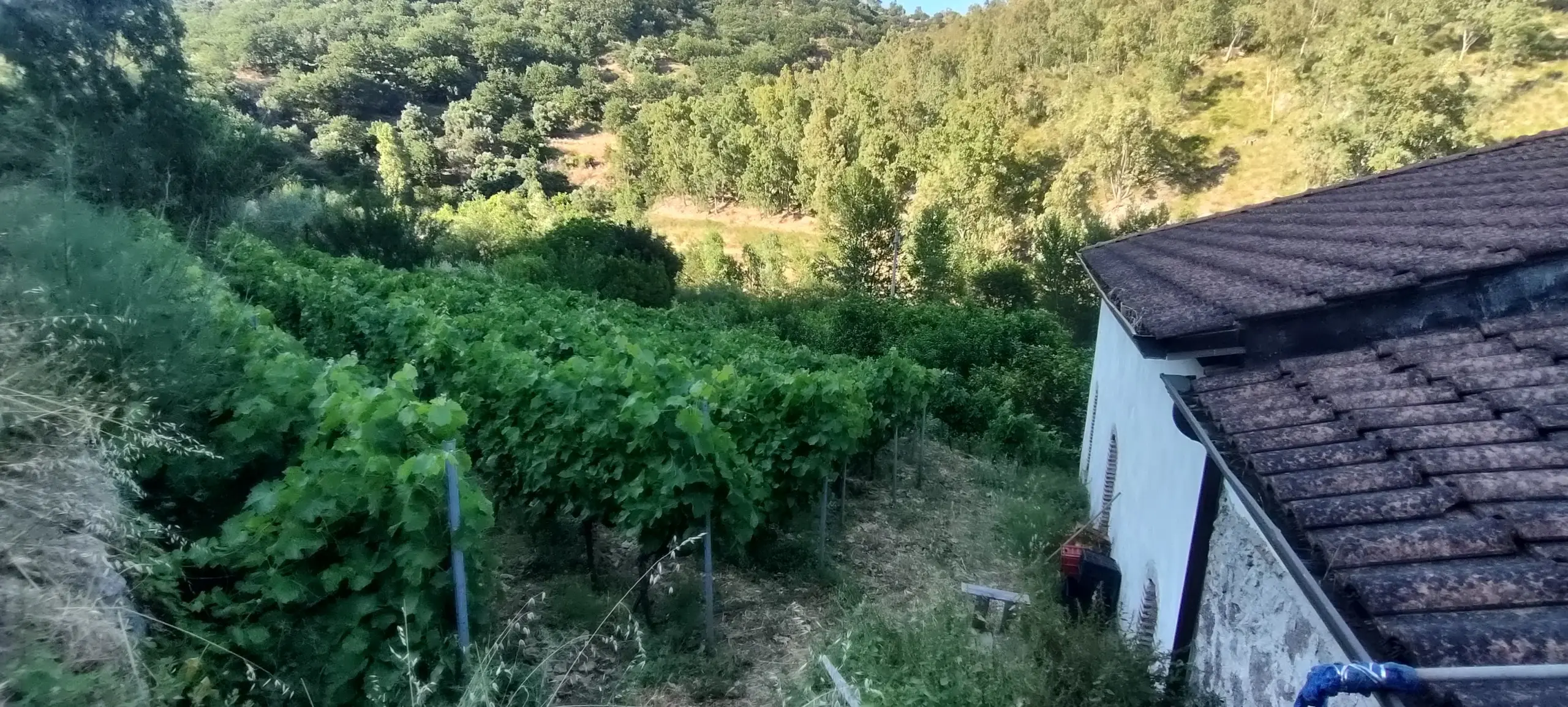 Immagine per Villa in vendita a Palizzi via San Sebastiano 11