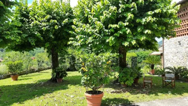 Villa via San Martino In Freddana, Lucca