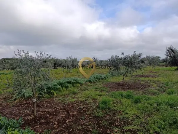 Terreno Agricolo via Contrada Santa Caterina Sn, San Vito Dei Normanni