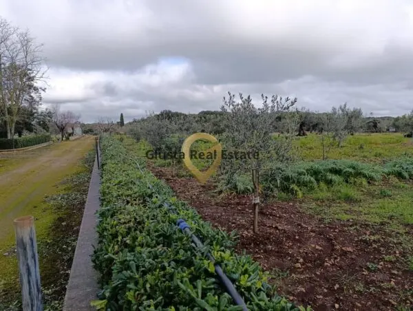 Terreno Agricolo via Contrada Santa Caterina Sn, San Vito Dei Normanni