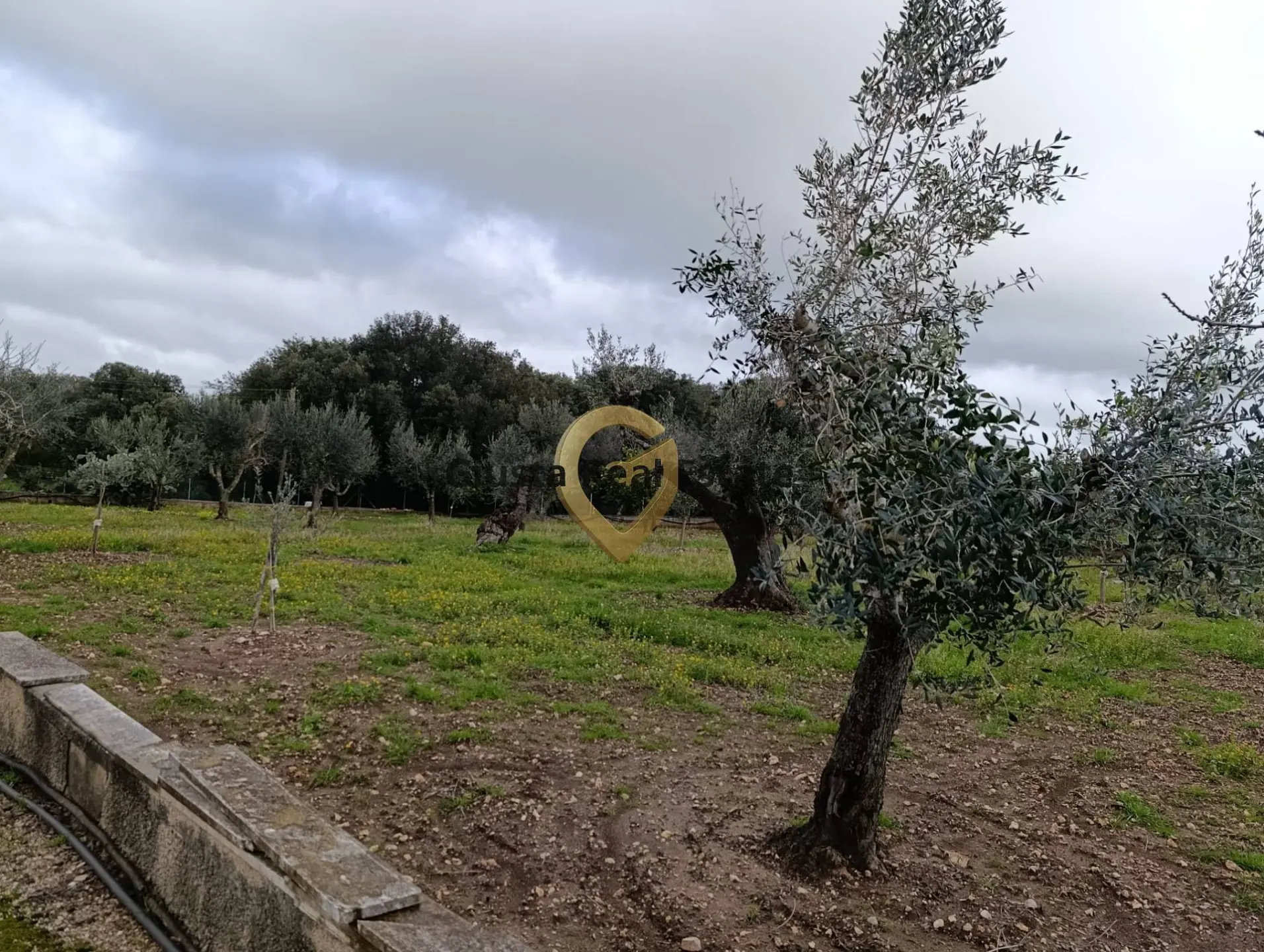 Immagine per Terreno Agricolo in vendita a San Vito dei Normanni Contrada Santa Caterina sn