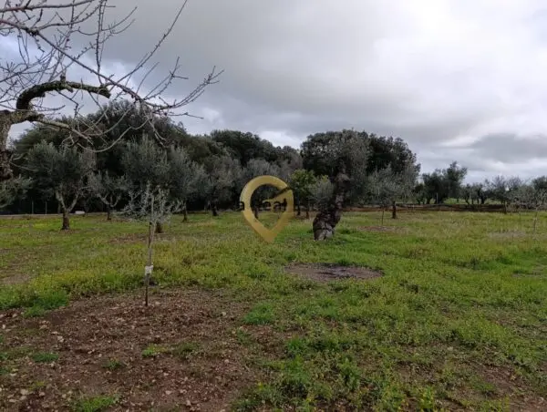 Terreno Agricolo via Contrada Santa Caterina Sn, San Vito Dei Normanni