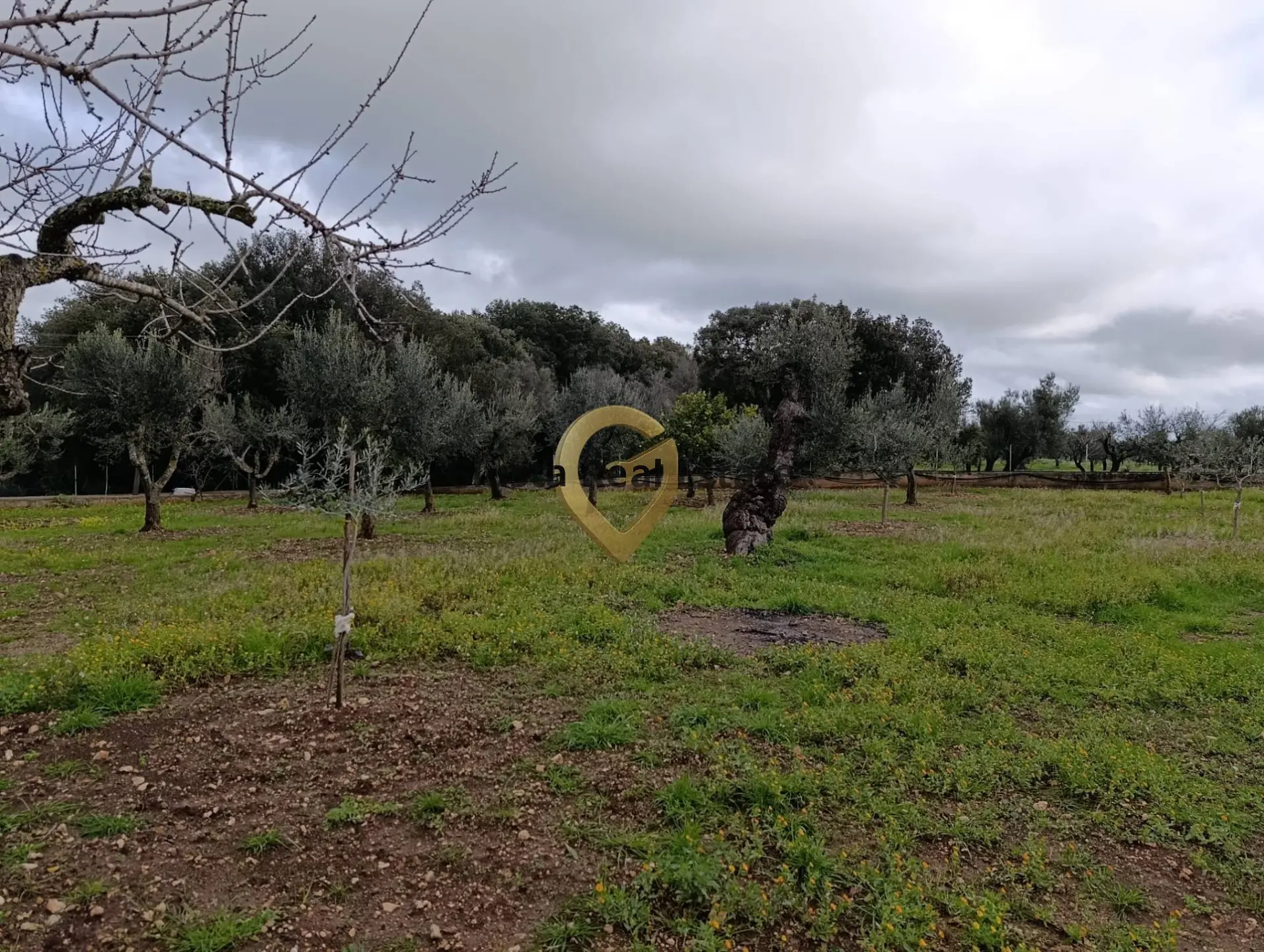 Immagine per Terreno Agricolo in vendita a San Vito dei Normanni Contrada Santa Caterina sn