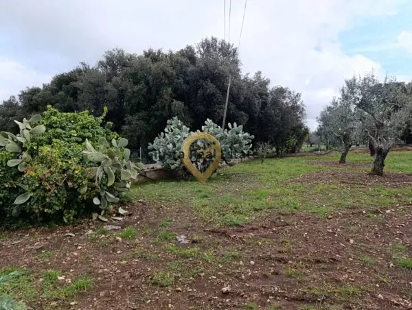 Terreno Agricolo via Contrada Santa Caterina Sn, San Vito Dei Normanni
