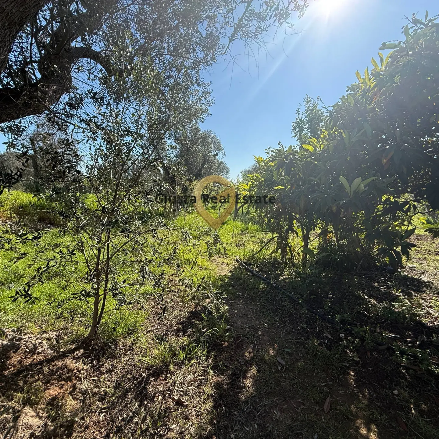 Immagine per Villa in vendita a Latiano Contrada Tanusci 