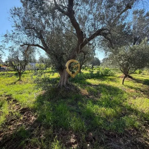 Villa via Contrada Tanusci, Latiano