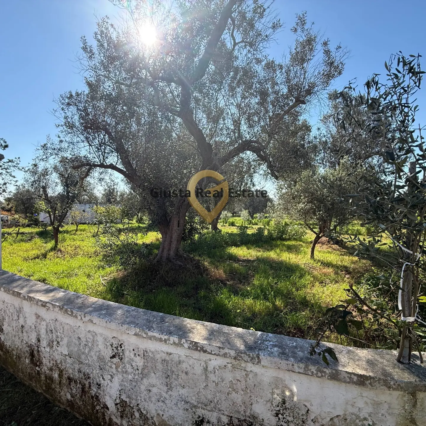 Immagine per Villa in vendita a Latiano Contrada Tanusci 