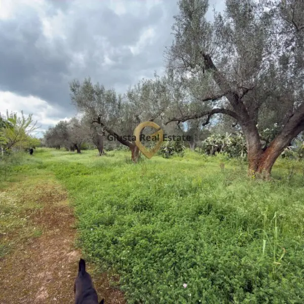 Immagine per Villa in vendita a Latiano Contrada Specchia 