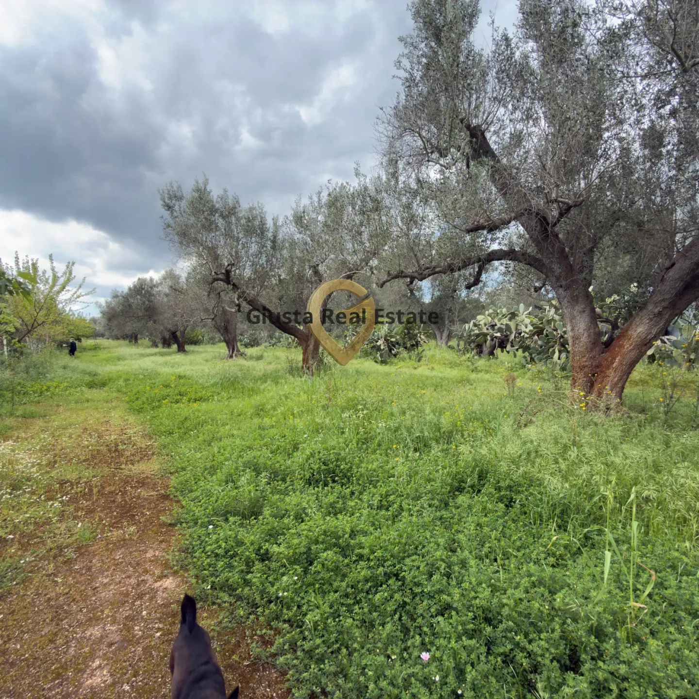 Immagine per Villa in vendita a Latiano Contrada Specchia 