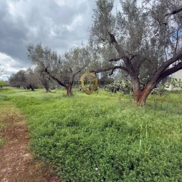 Immagine per Villa in vendita a Latiano Contrada Specchia 