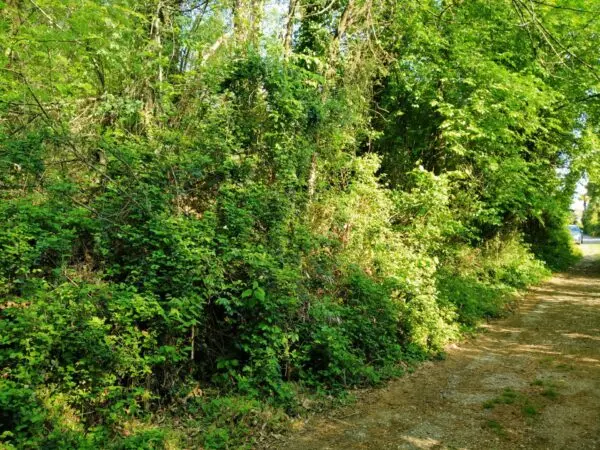Immagine per Terreno Edificabile in vendita a Vergiate delle ville 