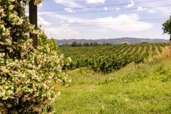 Appartamento via Della Selciatella Snc, Nepi