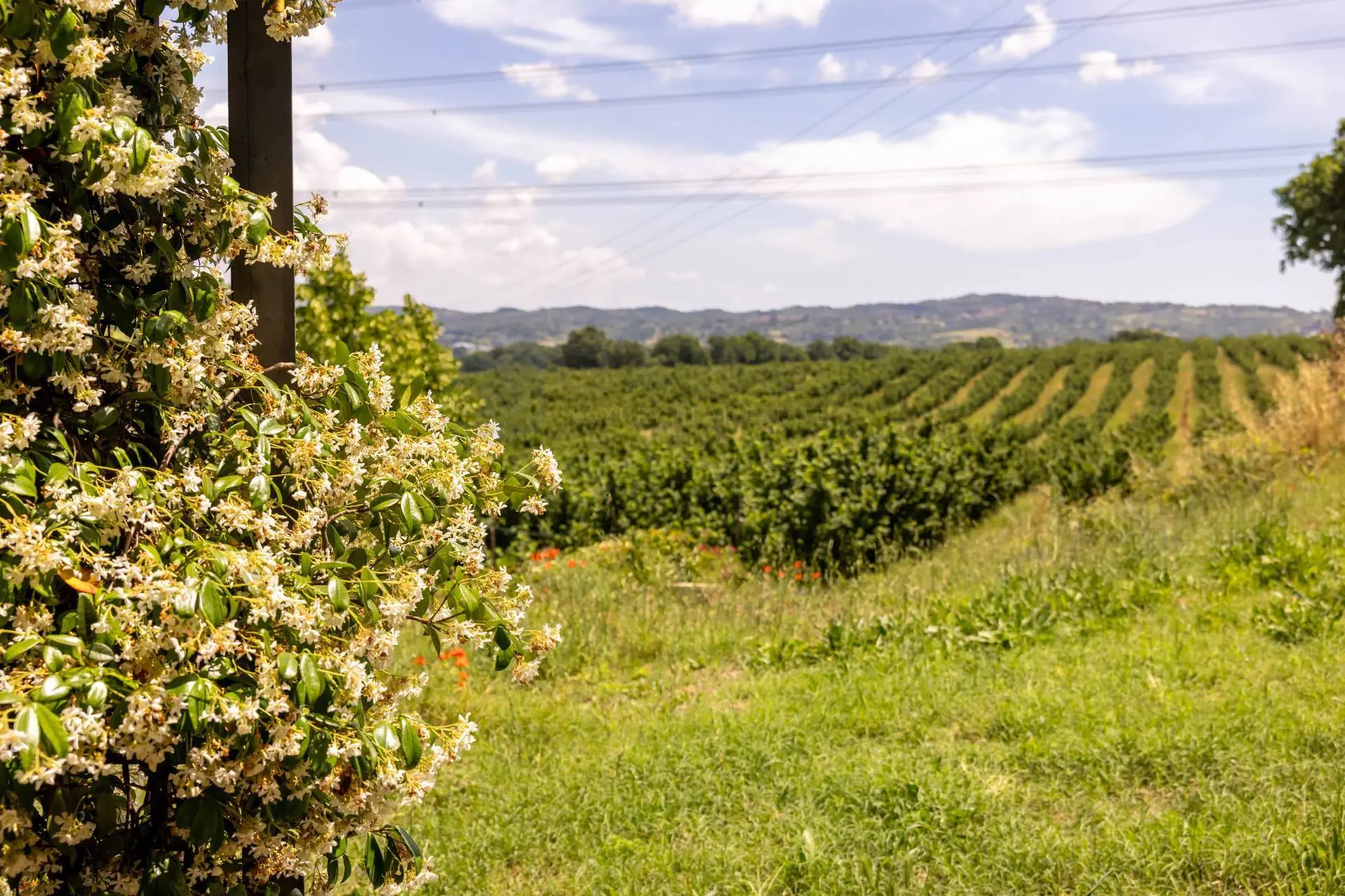 Immagine per Appartamento in vendita a Nepi via della Selciatella snc 