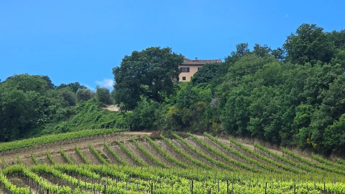 Immagine per Azienda agricola in vendita a Allerona via Vocabolo Acquaviva 102