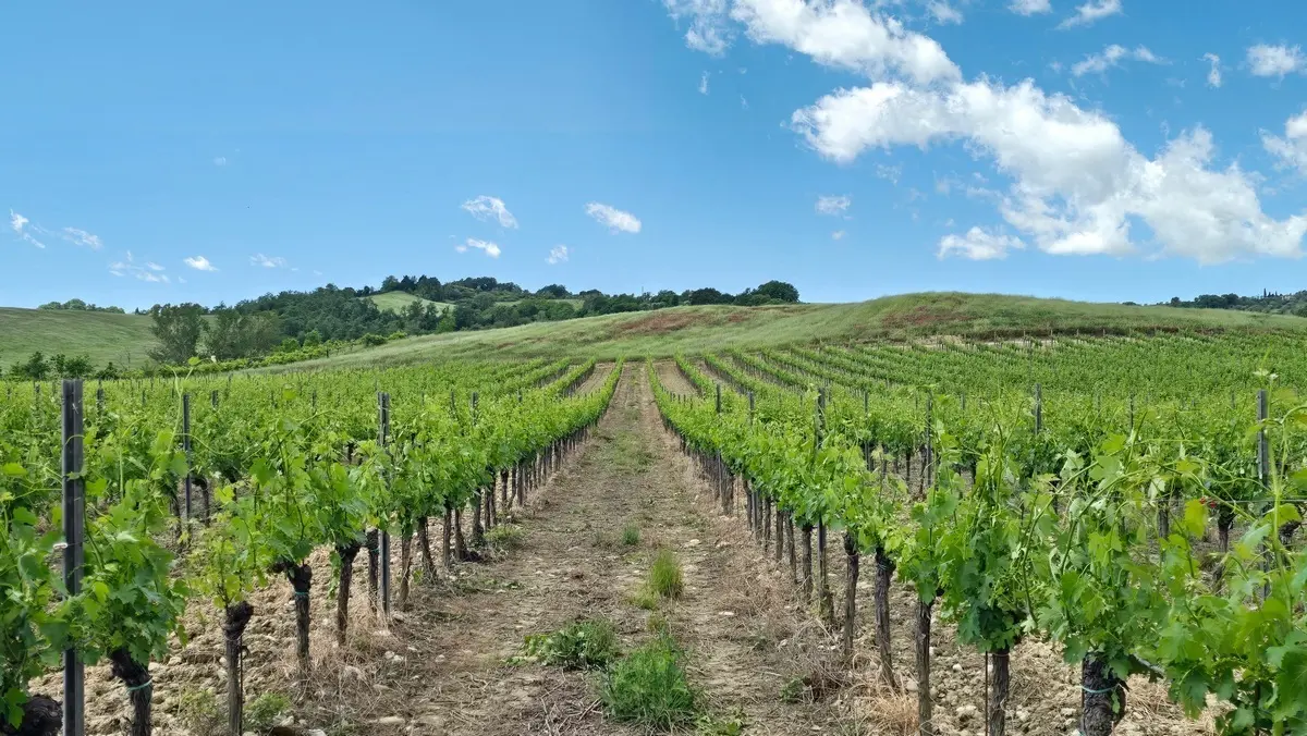 Immagine per Azienda agricola in vendita a Allerona via Vocabolo Acquaviva 102