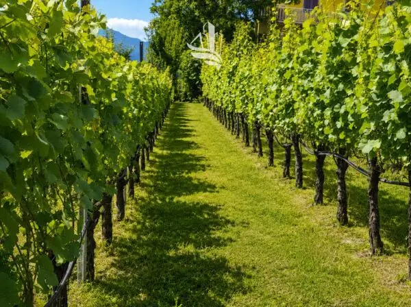 Casa Indipendente Termeno Sulla Strada Del Vino