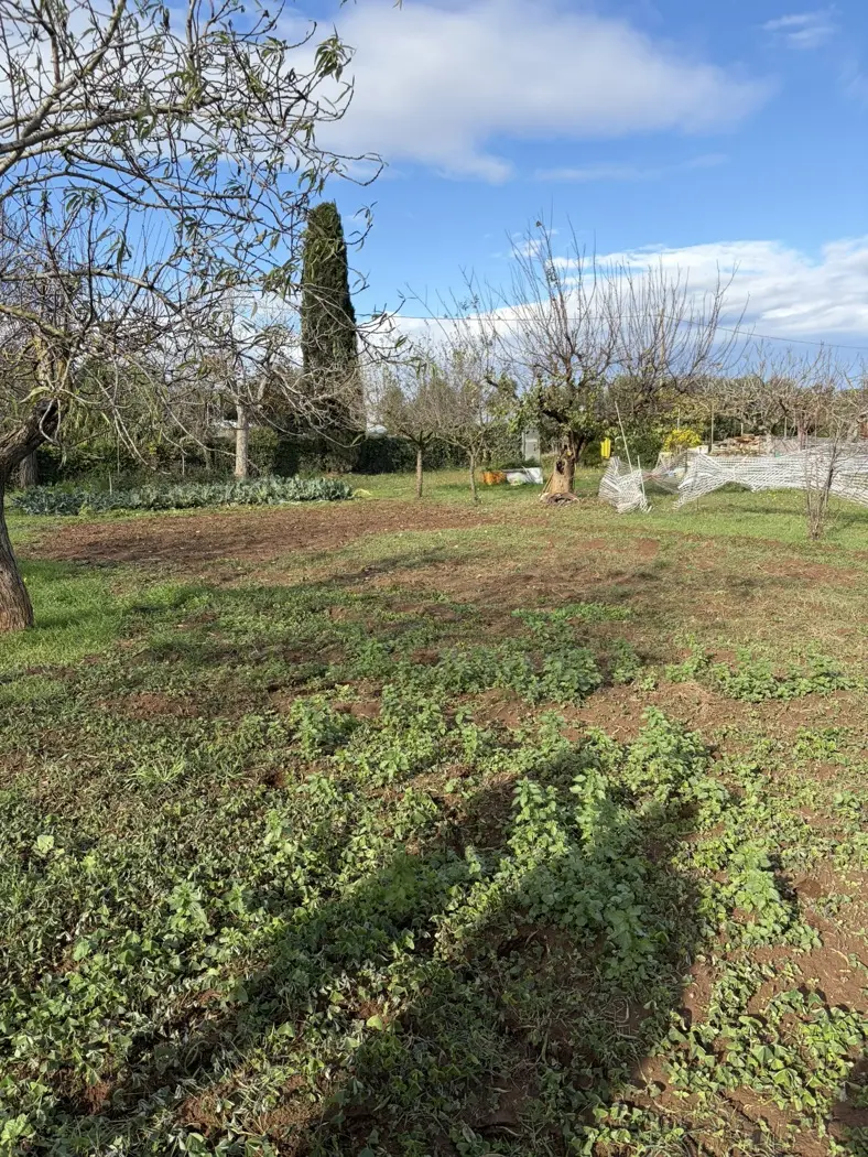 Immagine per Rustico in vendita a Ladispoli via Procoio Di Ceri 6