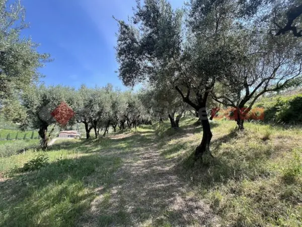 Terreno Agricolo via Della Collina 0, Verona
