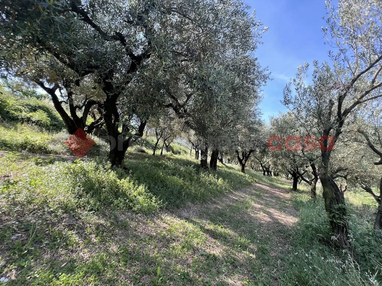 Immagine per Terreno Agricolo in vendita a Verona via Della Collina