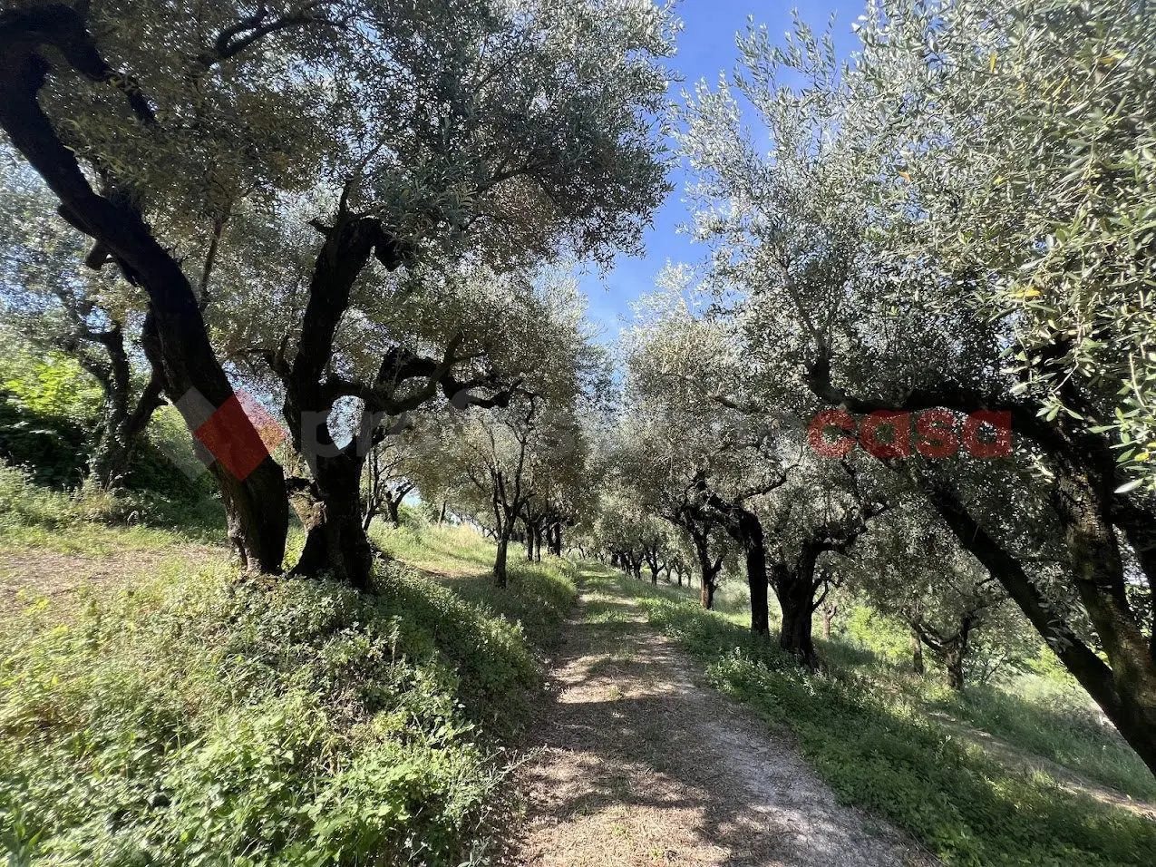 Immagine per Terreno Agricolo in vendita a Verona via Della Collina