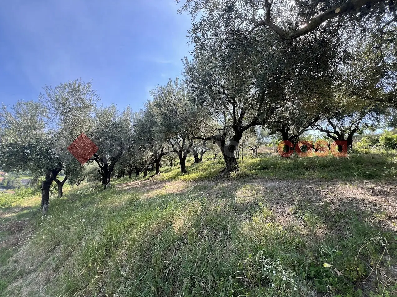 Immagine per Terreno Agricolo in vendita a Verona via Della Collina