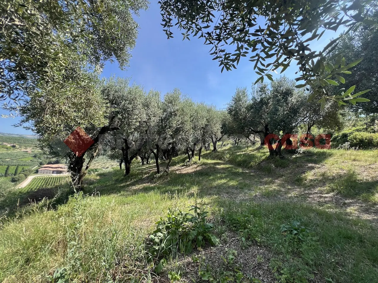 Immagine per Terreno Agricolo in vendita a Verona via Della Collina