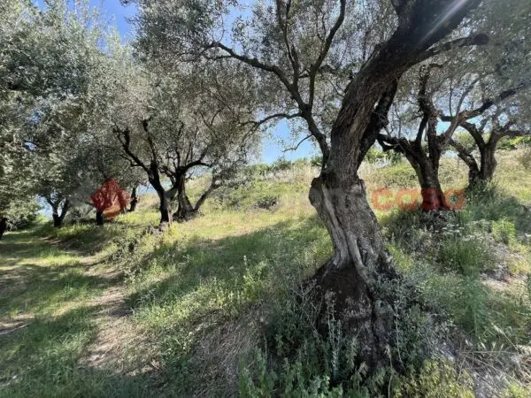 Terreno Agricolo via Della Collina 0, Verona