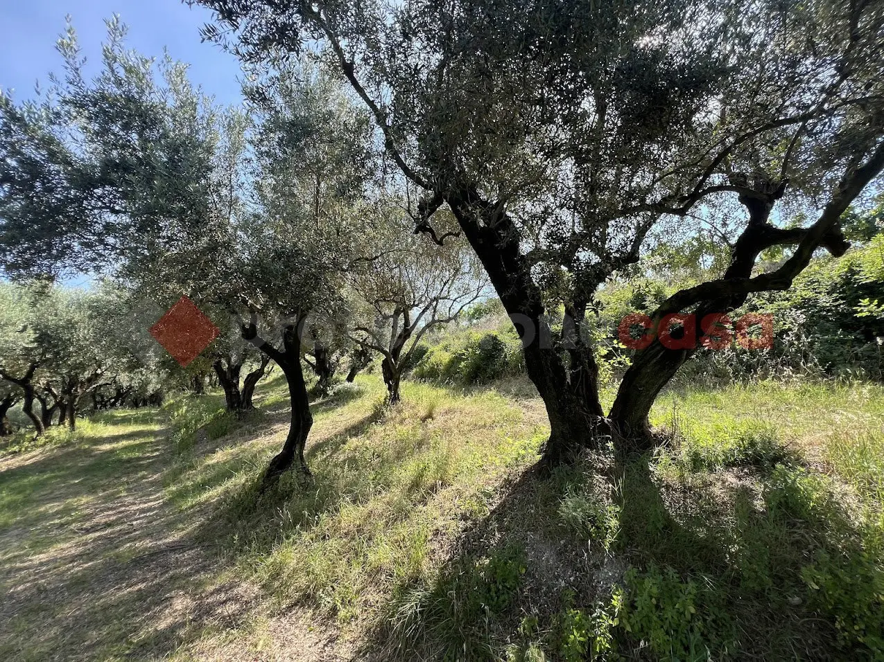 Immagine per Terreno Agricolo in vendita a Verona via Della Collina