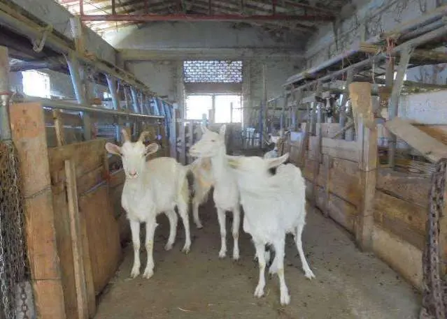 Immagine per Terreno agricolo in asta a Genova via Madonna Delle Vigne