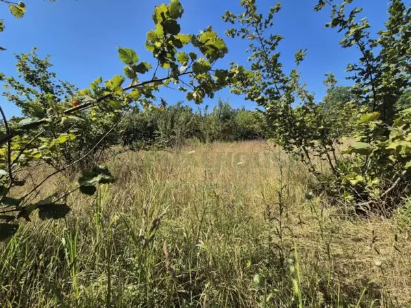 Immagine per Terreno Agricolo in vendita a Massa di Somma via palma 