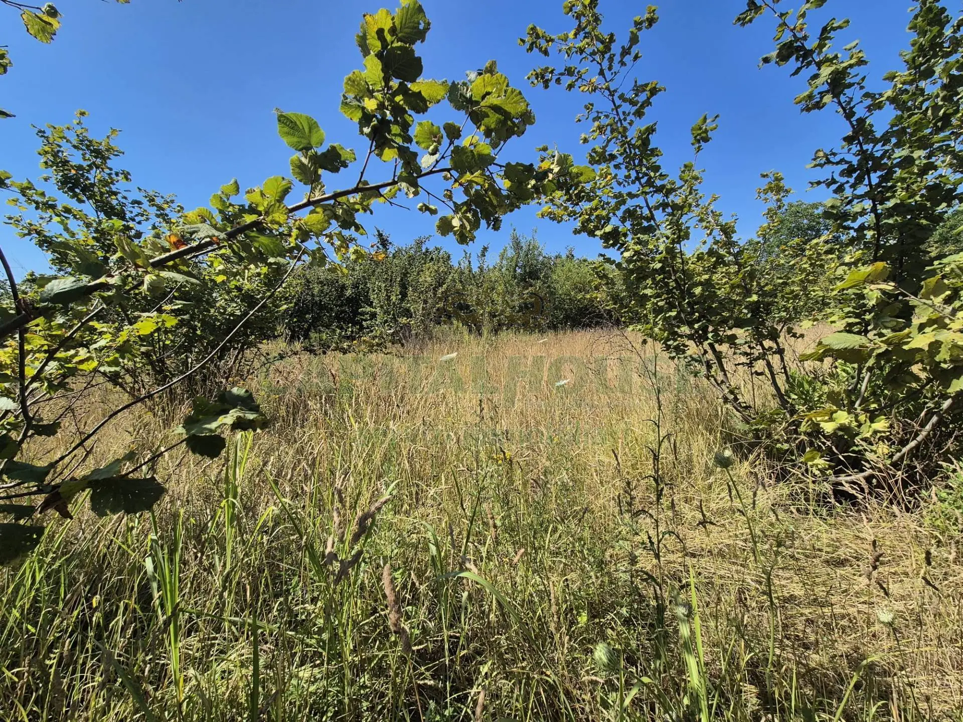 Immagine per Terreno Agricolo in vendita a Massa di Somma via palma 