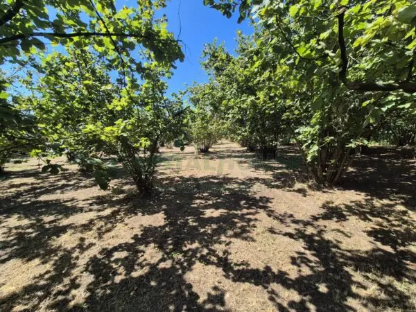 Immagine per Terreno Agricolo in vendita a Massa di Somma via palma 